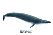 Baleine bleue