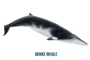 Baleine de Minke