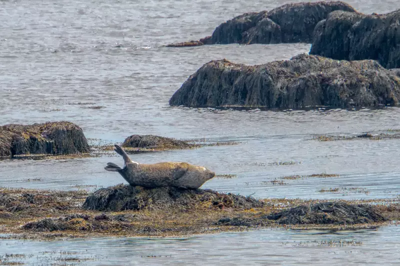 Phoque à Ytri-Tunga