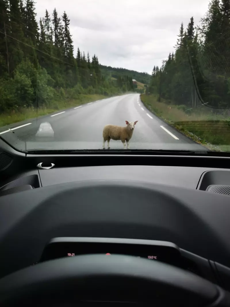 Location voiture norvègee